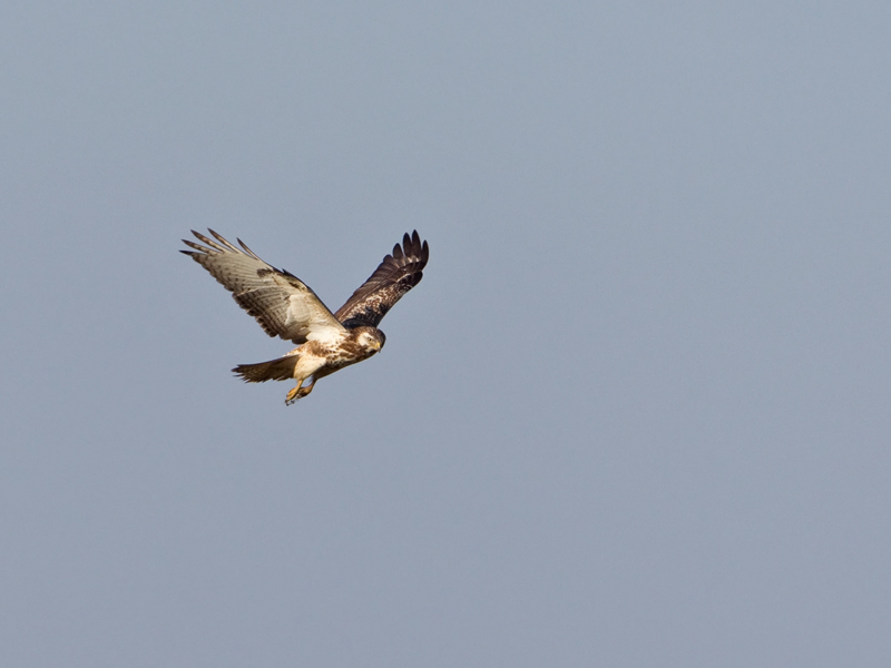 Buteo lagopus Rough-legged Buzzard Ruigpootbuizerd